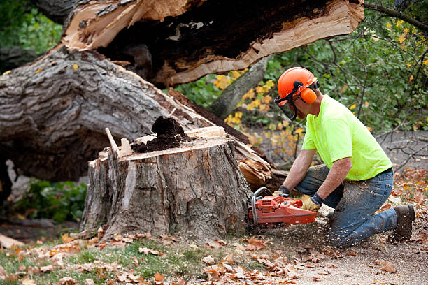 The Steps Involved in Our Tree Care Process in Sparta, GA